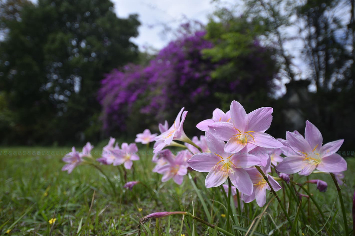 https://raracms.setopati.com/uploads/shares/2020/sujita/jacaranda/jacarranda (1).jpg